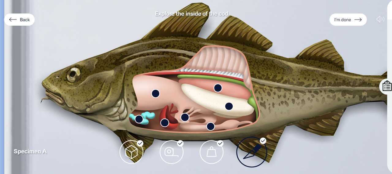 A close-up of the dissected cod revealing its organs. There are black dots on each organ for the user to select and learn more. - click to enlarge A close-up of the dissected cod revealing its organs. There are black dots on each organ for the user to select and learn more.