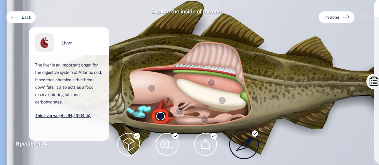 A close-up of the dissected cod revealing its organs. The user has selected the liver. Information about the liver is shown on the left side of the screen. - click to enlarge A close-up of the dissected cod revealing its organs. The user has selected the liver. Information about the liver is shown on the left side of the screen.