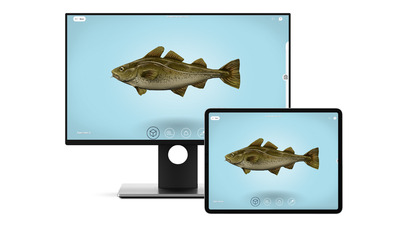 The Anatomy of a Cod experience shown on a desktop and a tablet. - click to enlarge The Anatomy of a Cod experience shown on a desktop and a tablet.