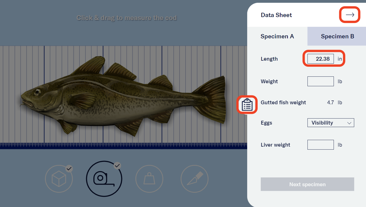 The clipboard icon was selected by the user to open Specimen A’s Data Sheet on the right side of the screen. The Data Sheet shows an arrow pointing to the right at the top right corner. It also has fields for the user to note the cod’s length, weight, egg visibility, and liver weight. The clipboard icon, arrow, and length field are highlighted. - click to enlarge The clipboard icon was selected by the user to open Specimen A’s Data Sheet on the right side of the screen. The Data Sheet shows an arrow pointing to the right at the top right corner. It also has fields for the user to note the cod’s length, weight, egg visibility, and liver weight. The clipboard icon, arrow, and length field are highlighted.