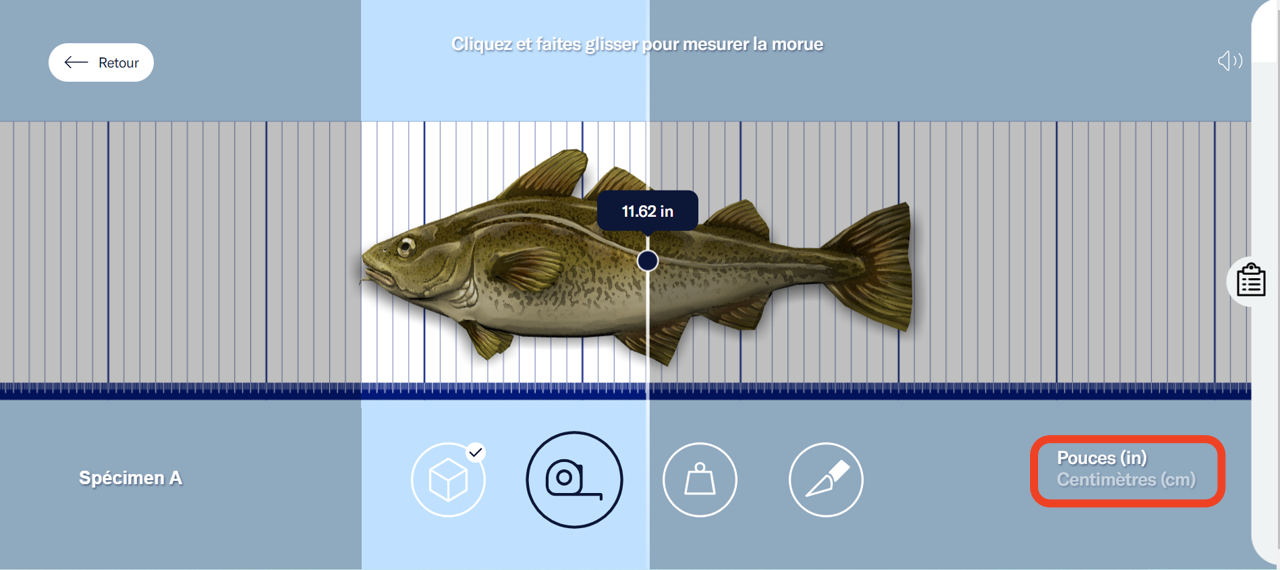 La morue en 3D placée sur une planche à mesurer. L'utilisateur mesure la morue en faisant glisser une ligne verticale jusqu'à sa queue. Les unités de mesure (pouces et centimètres) sont mises en évidence dans le coin inférieur droit. - click to enlarge La morue en 3D placée sur une planche à mesurer. L'utilisateur mesure la morue en faisant glisser une ligne verticale jusqu'à sa queue. Les unités de mesure (pouces et centimètres) sont mises en évidence dans le coin inférieur droit.