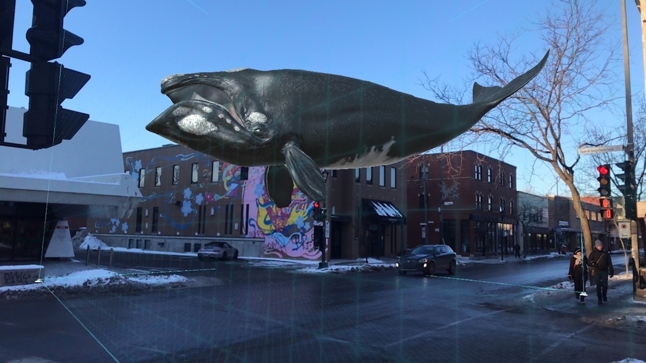A virtual right whale in an outdoor space. - click to enlarge A virtual right whale in an outdoor space.