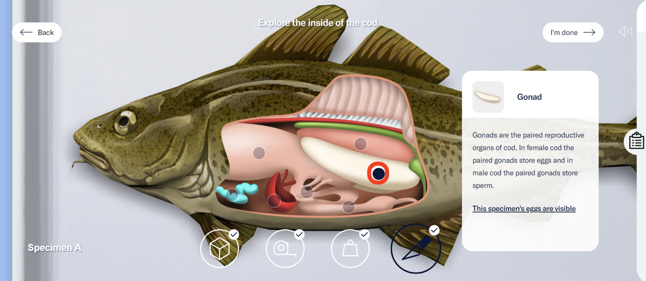 A close-up of the dissected cod revealing its organs. The user has selected the gonad. Information about the gonad is shown on the right side of the screen. - click to enlarge A close-up of the dissected cod revealing its organs. The user has selected the gonad. Information about the gonad is shown on the right side of the screen.