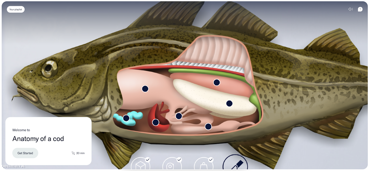 The Anatomy of a cod experience’s welcome screen. - click to enlarge The Anatomy of a cod experience’s welcome screen.