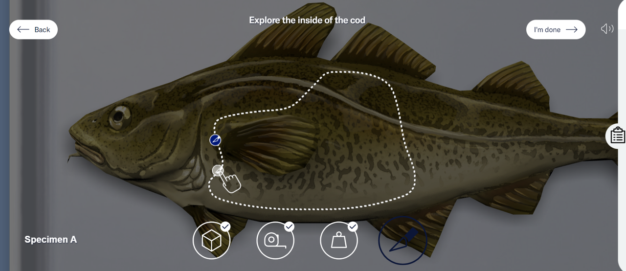 A close-up of the cod. A dotted line is shown on the fish for the user to drag the scalpel along the line and dissect the cod. - click to enlarge A close-up of the cod. A dotted line is shown on the fish for the user to drag the scalpel along the line and dissect the cod.