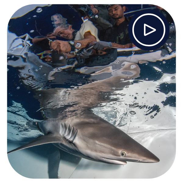 Scientists holding a shark to the side of a boat. The video icon used on the Ocean School website is in the top right corner of the image. This icon shows a 'play button' that looks like a circle with a triangle in the middle pointing to the right. - click to enlarge Scientists holding a shark to the side of a boat. The video icon used on the Ocean School website is in the top right corner of the image. This icon shows a 'play button' that looks like a circle with a triangle in the middle pointing to the right.
