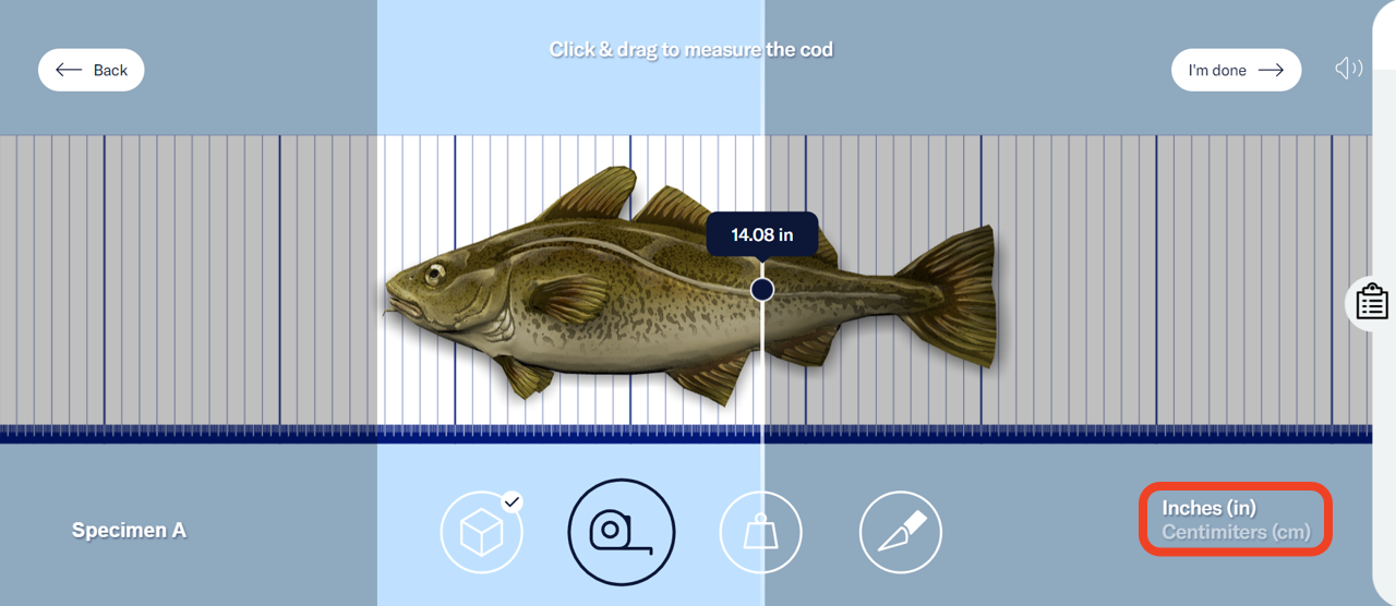 The 3D cod placed on a measuring board. The user is measuring the cod by dragging a vertical line to its tail. Highlighted in the bottom right corner are the units of measurement (inches and centimeters). - click to enlarge The 3D cod placed on a measuring board. The user is measuring the cod by dragging a vertical line to its tail. Highlighted in the bottom right corner are the units of measurement (inches and centimeters).