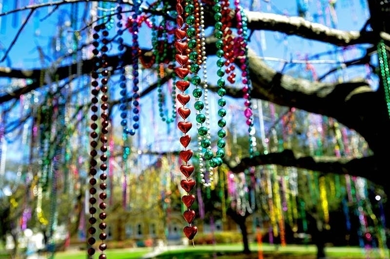 Colorful Mardi Gras beads hang from a large tree. - click to enlarge Colorful Mardi Gras beads hang from a large tree.