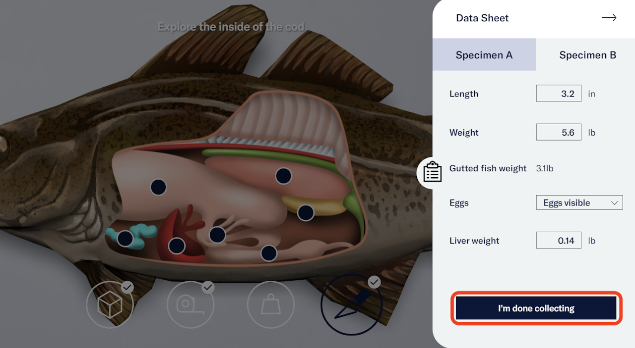 The clipboard icon was selected by the user to open Specimen B’s Data Sheet on the right side of the screen. The Data Sheet is filled and a “I’m done collecting” button is shown at the bottom of the sheet. The “I’m done collecting” button is highlighted. The dissected cod is shown in the background on the left side of the screen. - click to enlarge The clipboard icon was selected by the user to open Specimen B’s Data Sheet on the right side of the screen. The Data Sheet is filled and a “I’m done collecting” button is shown at the bottom of the sheet. The “I’m done collecting” button is highlighted. The dissected cod is shown in the background on the left side of the screen.