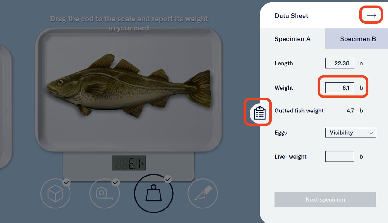 The clipboard icon was selected by the user to open Specimen A’s Data Sheet on the right side of the screen. The Data Sheet shows an arrow pointing to the right at the top right corner. It also has fields for the user to note the cod’s length, weight, egg visibility, and liver weight. The clipboard icon, arrow, and weight field are highlighted. - click to enlarge The clipboard icon was selected by the user to open Specimen A’s Data Sheet on the right side of the screen. The Data Sheet shows an arrow pointing to the right at the top right corner. It also has fields for the user to note the cod’s length, weight, egg visibility, and liver weight. The clipboard icon, arrow, and weight field are highlighted.