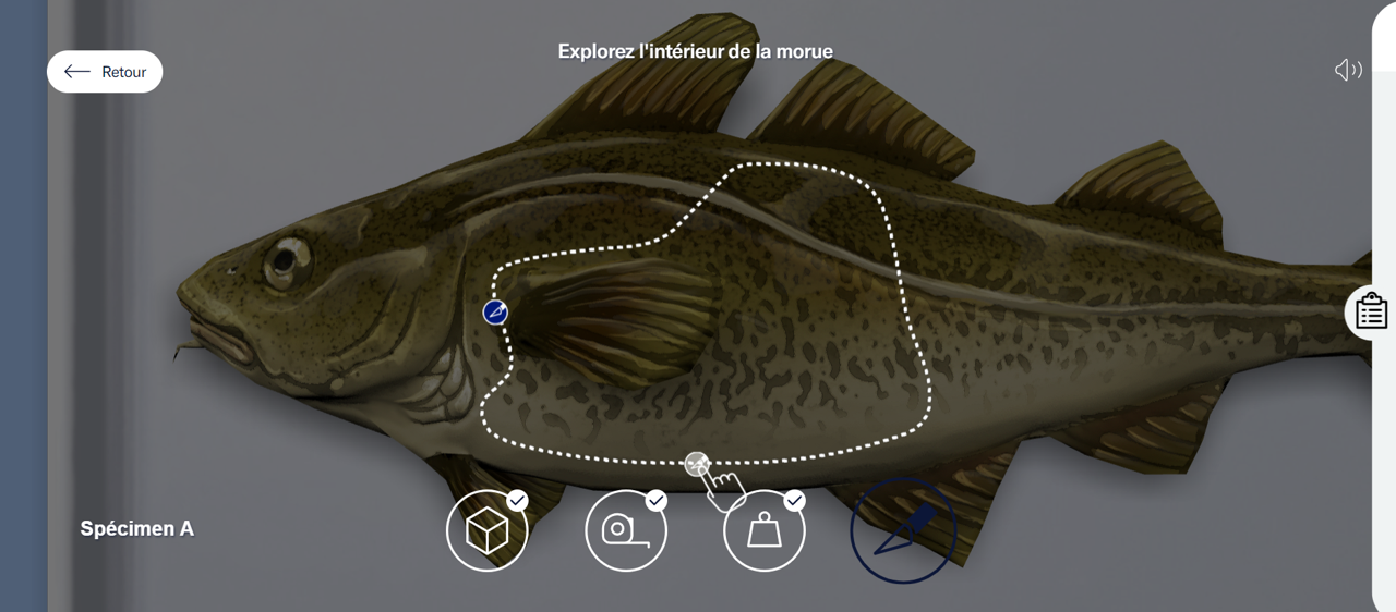 Un gros plan de la morue. Une ligne pointillée est représentée sur le poisson pour que l'utilisateur fasse glisser le scalpel le long de la ligne et la dissèque. - click to enlarge Un gros plan de la morue. Une ligne pointillée est représentée sur le poisson pour que l'utilisateur fasse glisser le scalpel le long de la ligne et la dissèque.